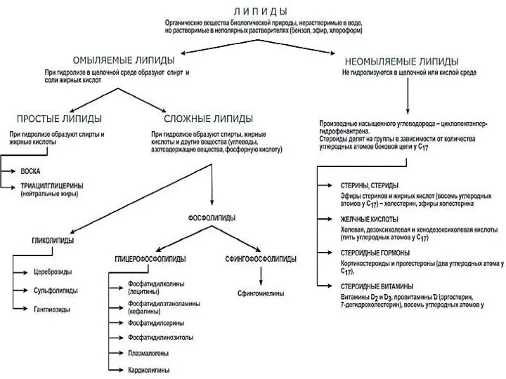 Классификация липидов