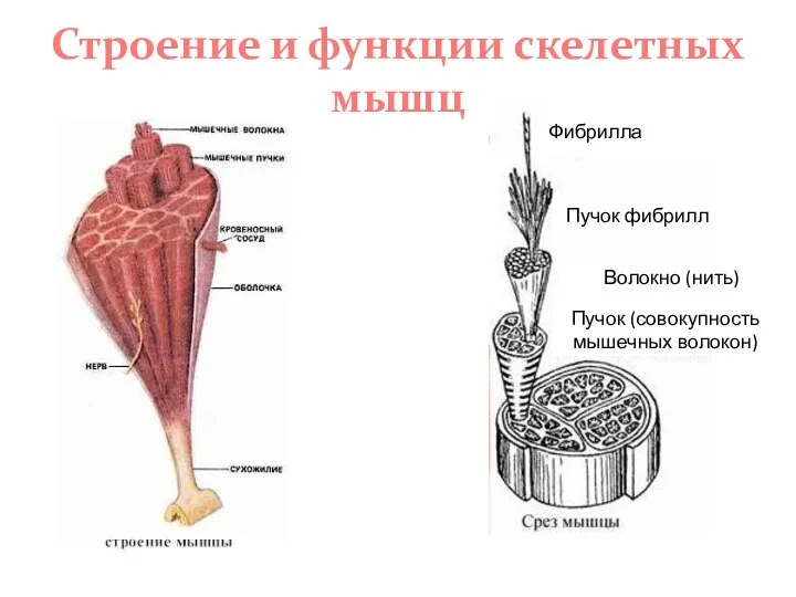 Строение и функции скелетных мышц Пучок фибрилл Пучок (совокупность мышечных волокон) Волокно (нить) Фибрилла