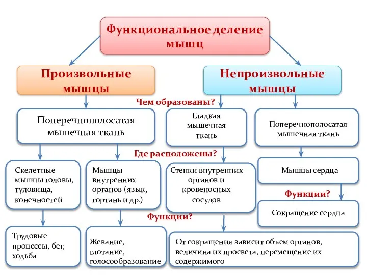 Функциональное деление мышц Произвольные мышцы Непроизвольные мышцы Чем образованы? Где расположены? Функции?