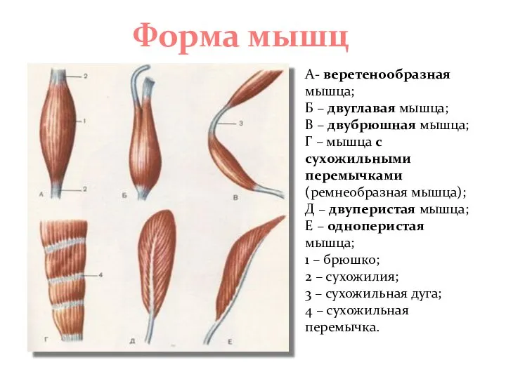 Форма мышц А- веретенообразная мышца; Б – двуглавая мышца; В – двубрюшная