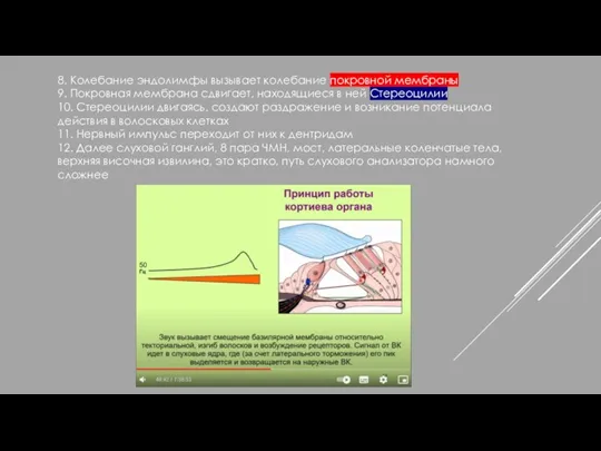 8. Колебание эндолимфы вызывает колебание покровной мембраны 9. Покровная мембрана сдвигает, находящиеся