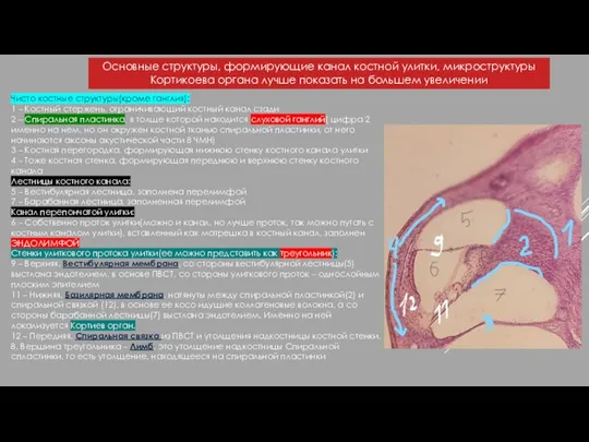 Основные структуры, формирующие канал костной улитки, микроструктуры Кортикоева органа лучше показать на