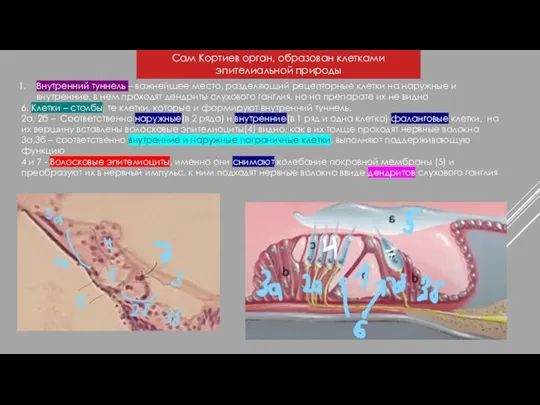 Сам Кортиев орган, образован клетками эпителиальной природы Внутренний туннель – важнейшее место,