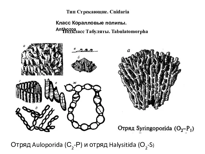 Тип Стрекающие. Cnidaria Класс Коралловые полипы. Anthozoa Подкласс Табуляты. Tabulatomorpha Отряд Auloporida