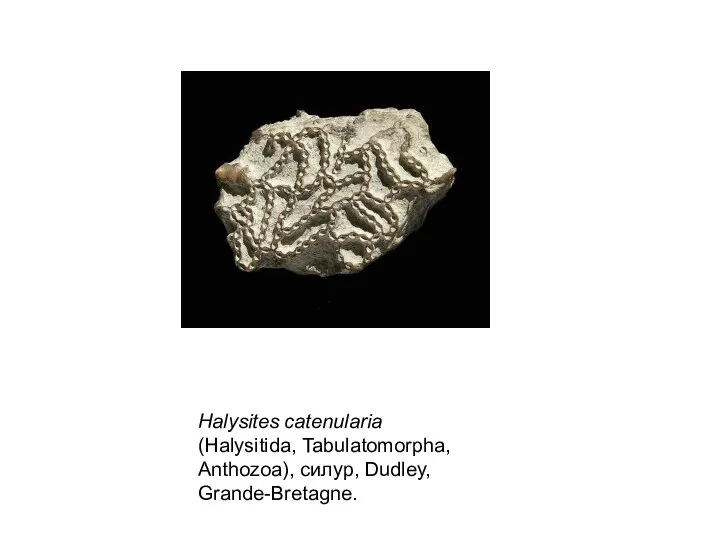 Halysites catenularia (Halysitida, Tabulatomorpha, Anthozoa), силур, Dudley, Grande-Bretagne.