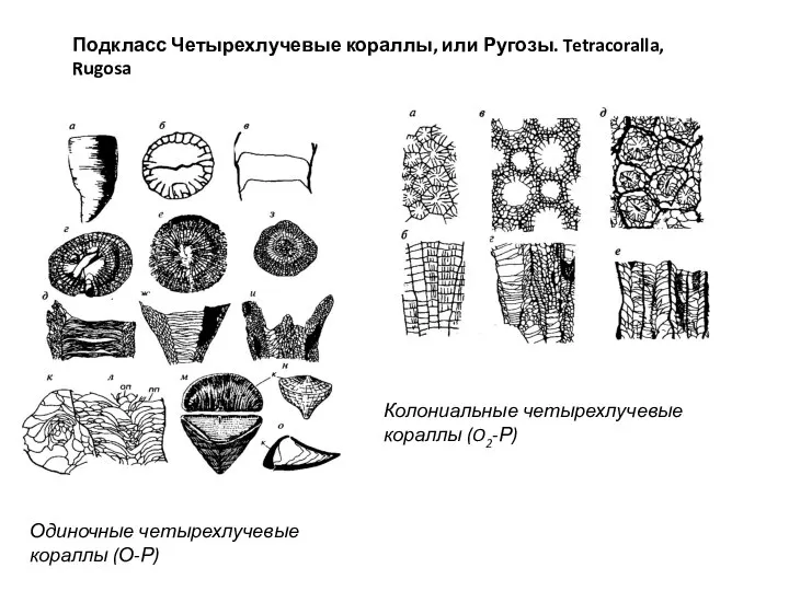 Подкласс Четырехлучевые кораллы, или Ругозы. Tetracoralla, Rugosa Одиночные четырехлучевые кораллы (О-Р) Колониальные четырехлучевые кораллы (O2-Р)