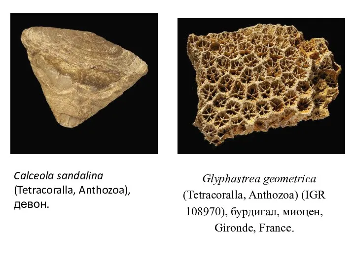 Calceola sandalina (Tetracoralla, Anthozoa), девон. Glyphastrea geometrica (Tetracoralla, Anthozoa) (IGR 108970), бурдигал, миоцен, Gironde, France.
