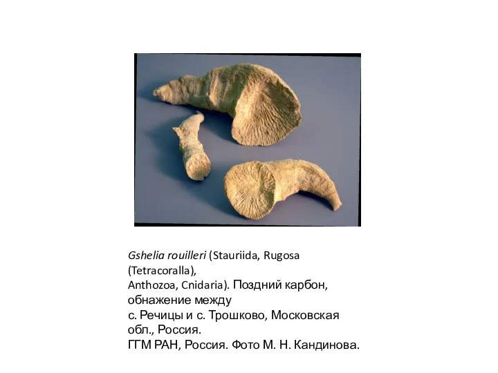 Gshelia rouilleri (Stauriida, Rugosa (Tetracoralla), Anthozoa, Cnidaria). Поздний карбон, обнажение между с.