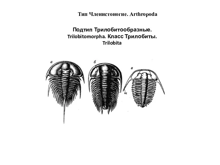Тип Членистоногие. Arthropoda Подтип Трилобитообразные. Trilobitomorpha. Класс Трилобиты. Trilobita