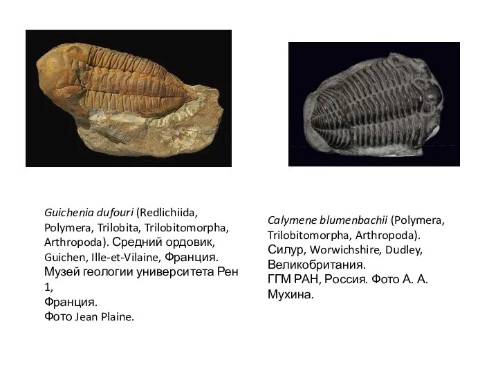 Guichenia dufouri (Redlichiida, Polymera, Trilobita, Trilobitomorpha, Arthropoda). Средний ордовик, Guichen, Ille-et-Vilaine, Франция.