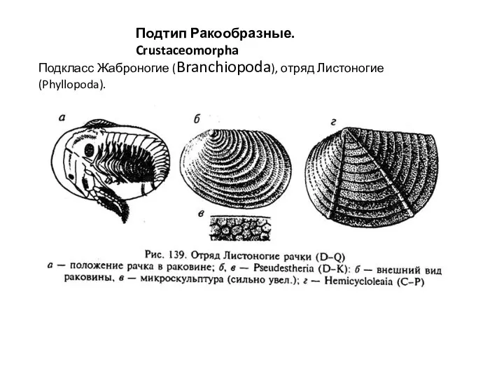 Подтип Ракообразные. Crustaceomorpha Подкласс Жаброногие (Branchiopoda), отряд Листоногие (Phyllopoda).