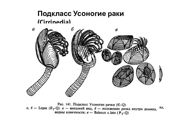 Подкласс Усоногие раки (Cirripedia).