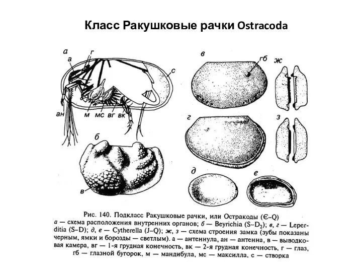 Класс Ракушковые рачки Ostracoda