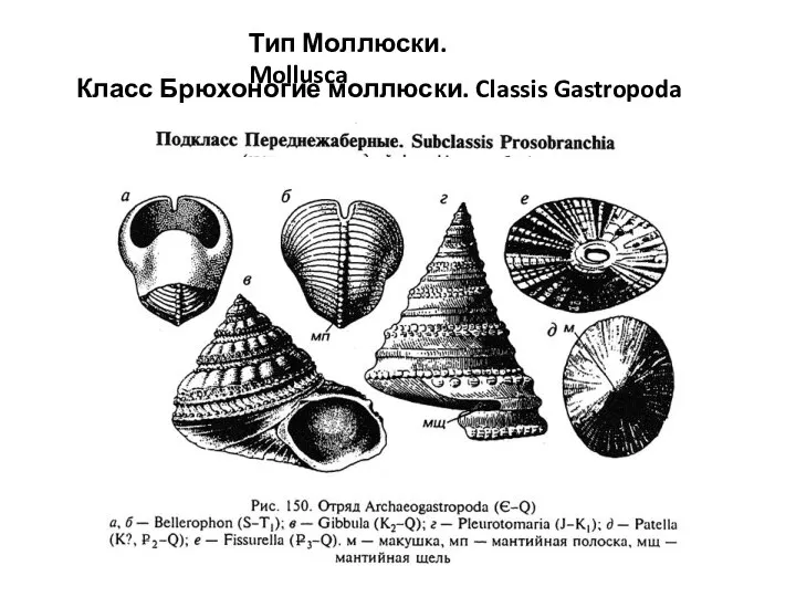 Тип Моллюски. Mollusca Класс Брюхоногие моллюски. Classis Gastropoda