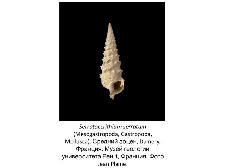 Serratocerithium serratum (Mesogastropoda, Gastropoda, Mollusca). Средний эоцен, Damery, Франция. Музей геологии университета