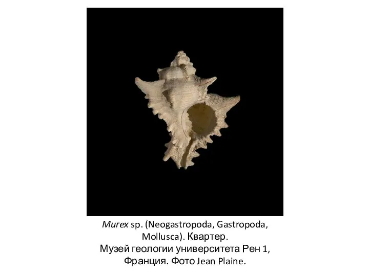 Murex sp. (Neogastropoda, Gastropoda, Mollusca). Квартер. Музей геологии университета Рен 1, Франция. Фото Jean Plaine.