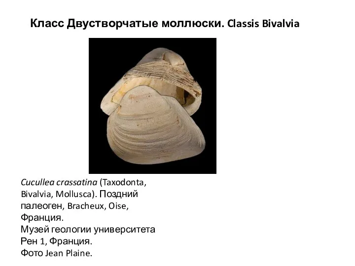 Класс Двустворчатые моллюски. Classis Bivalvia Cucullea crassatina (Taxodonta, Bivalvia, Mollusca). Поздний палеоген,