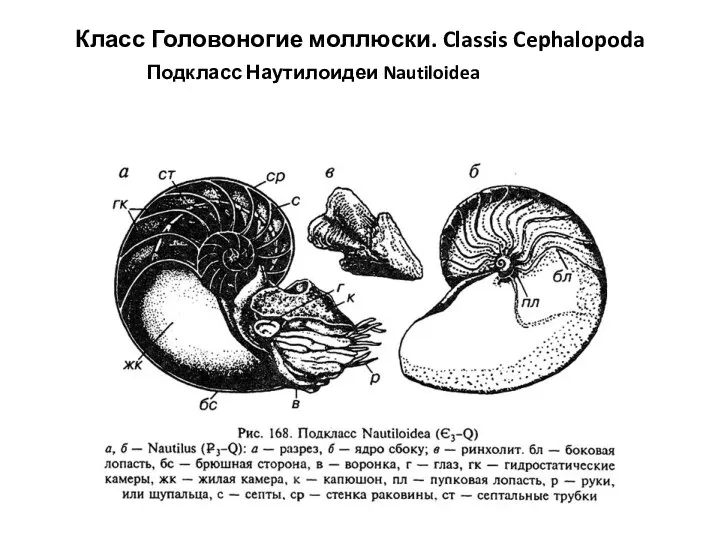 Класс Головоногие моллюски. Classis Cephalopoda . Подкласс Наутилоидеи Nautiloidea