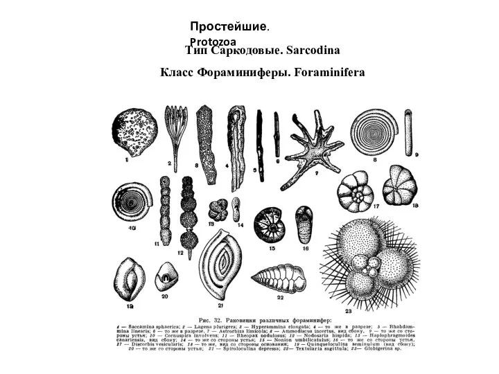 Простейшие. Protozoa Тип Саркодовые. Sarcodina Класс Фораминиферы. Foraminifera