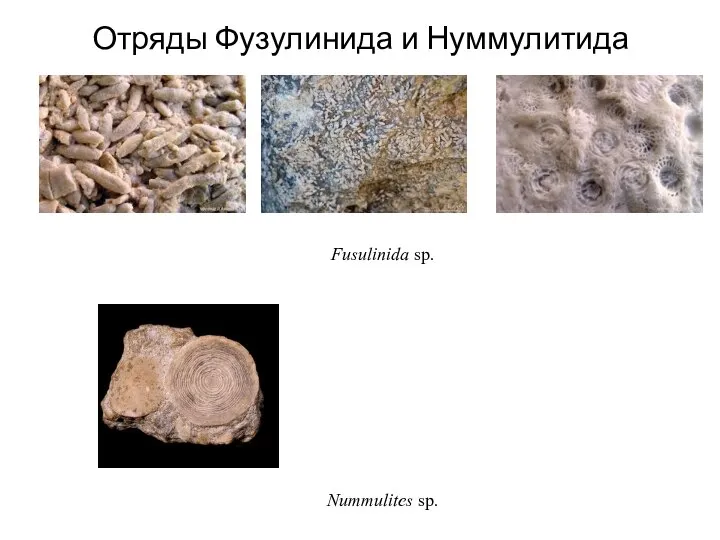 Отряды Фузулинида и Нуммулитида Nummulites sp. Fusulinida sp.