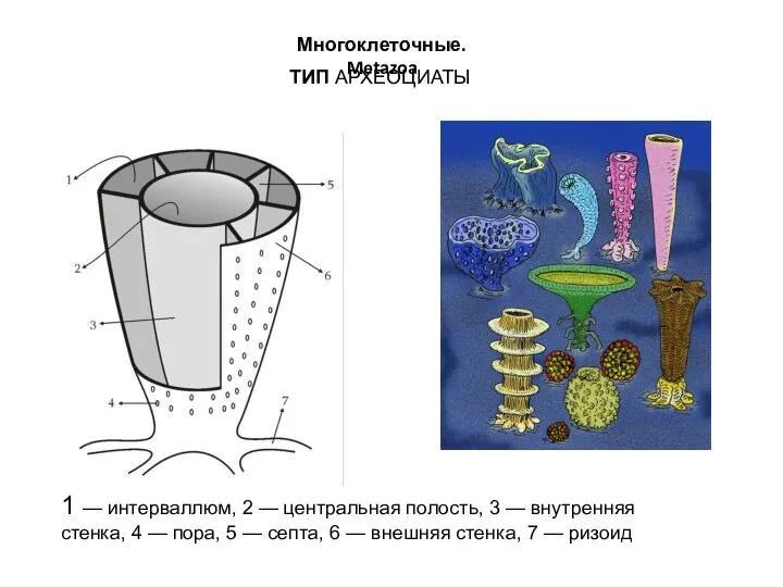 Многоклеточные. Metazoa ТИП АРХЕОЦИАТЫ 1 — интерваллюм, 2 — центральная полость, 3