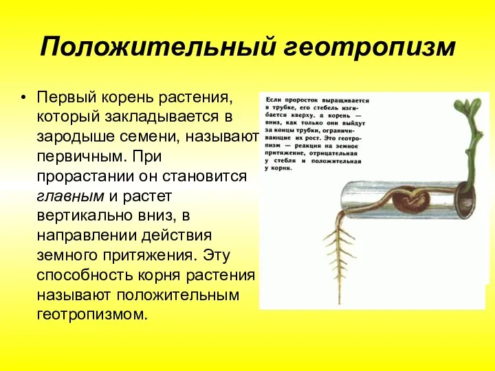 Положительный геотропизм Первый корень растения, который закладывается в зародыше семени, называют первичным.