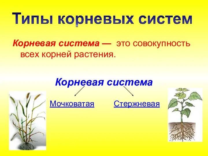Корневая система — это совокупность всех корней растения. Корневая система Стержневая Мочковатая