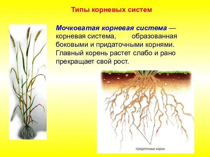 Мочковатая корневая система — корневая система, образованная боковыми и придаточными корнями. Главный