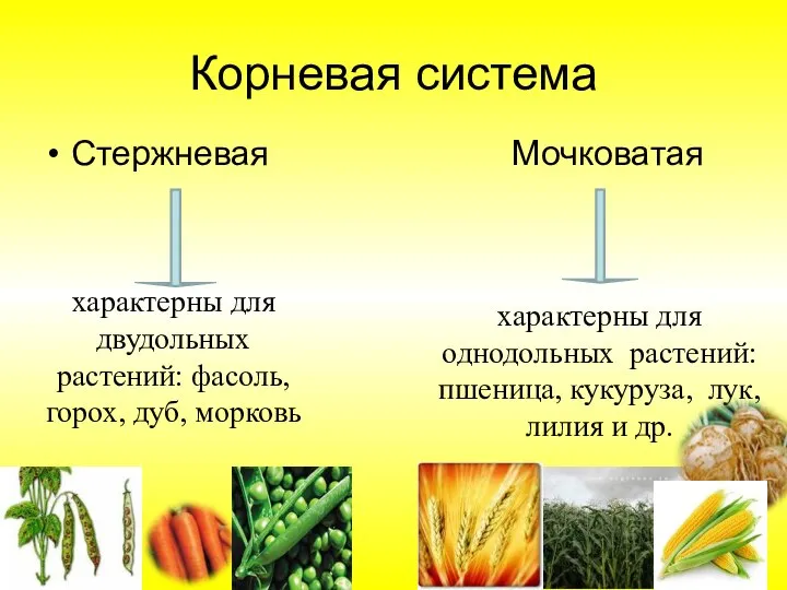 Корневая система Стержневая Мочковатая характерны для двудольных растений: фасоль, горох, дуб, морковь