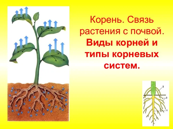 Корень. Связь растения с почвой. Виды корней и типы корневых систем.
