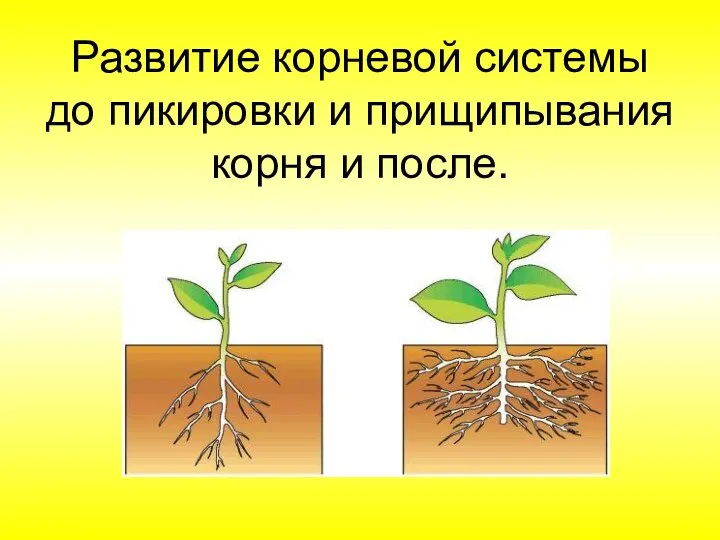 Развитие корневой системы до пикировки и прищипывания корня и после.