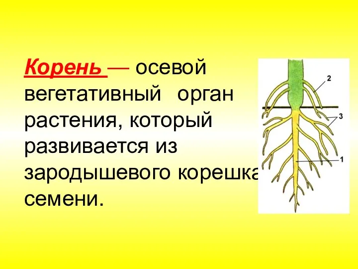 Корень — осевой вегетативный орган растения, который развивается из зародышевого корешка семени.