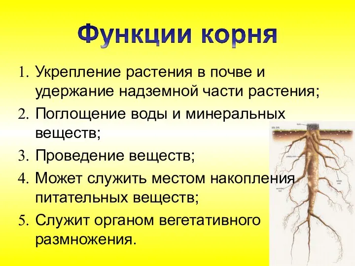 Укрепление растения в почве и удержание надземной части растения; Поглощение воды и