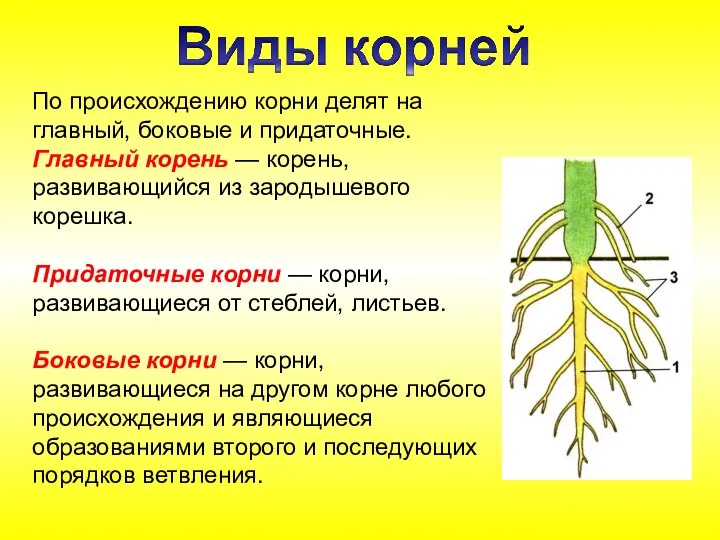 По происхождению корни делят на главный, боковые и придаточные. Главный корень —