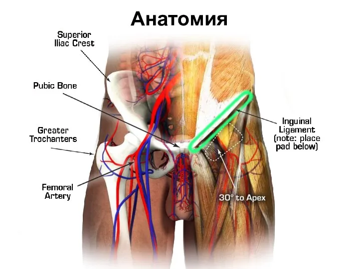 Анатомия