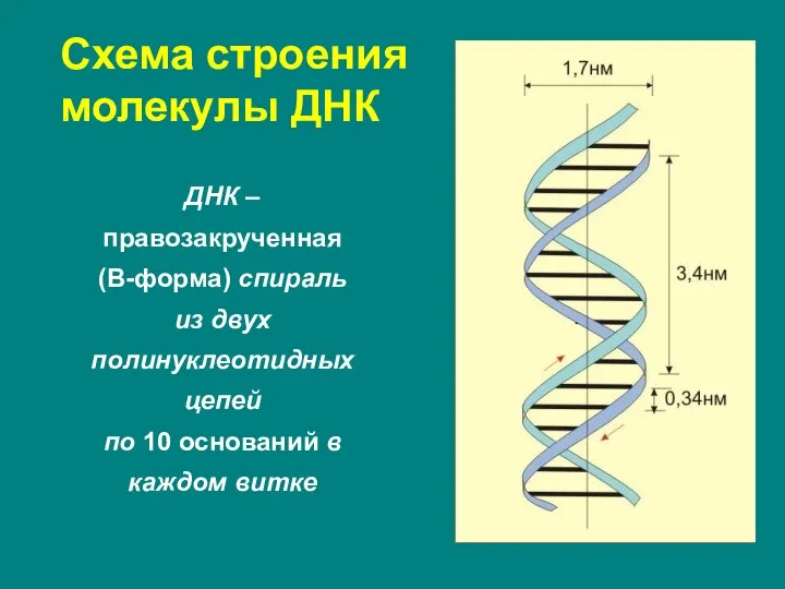Схема строения молекулы ДНК ДНК – правозакрученная (В-форма) спираль из двух полинуклеотидных