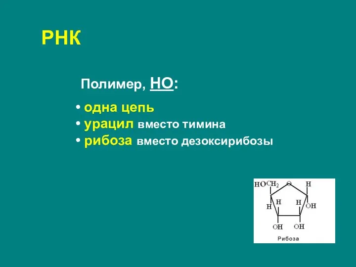 Полимер, НО: одна цепь урацил вместо тимина рибоза вместо дезоксирибозы РНК