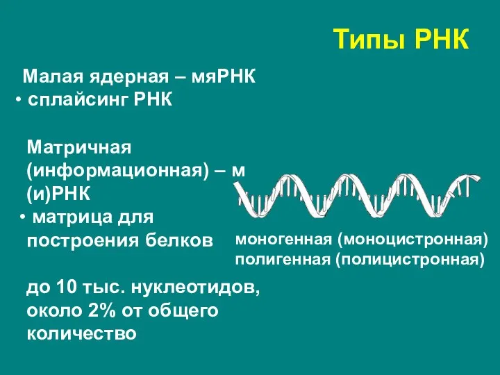Типы РНК Малая ядерная – мяРНК сплайсинг РНК Матричная (информационная) – м(и)РНК