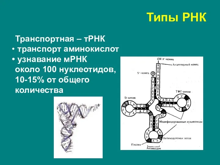 Транспортная – тРНК транспорт аминокислот узнавание мРНК около 100 нуклеотидов, 10-15% от общего количества Типы РНК