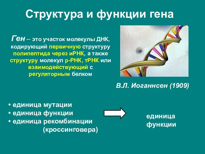 Структура и функции гена Ген – это участок молекулы ДНК, кодирующий первичную