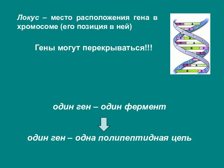 Локус – место расположения гена в хромосоме (его позиция в ней) Гены