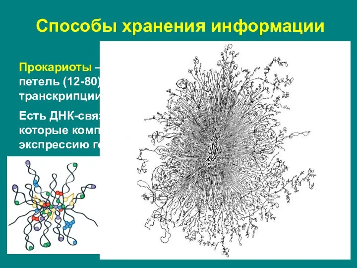 Способы хранения информации Прокариоты – бактериальная хромосома – в виде петель (12-80)