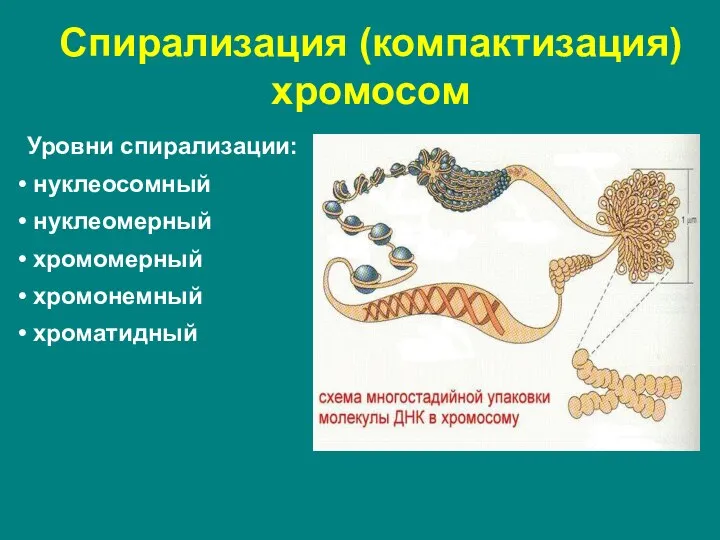 Спирализация (компактизация) хромосом Уровни спирализации: нуклеосомный нуклеомерный хромомерный хромонемный хроматидный