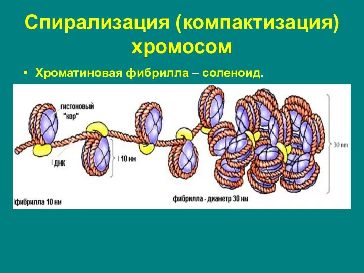 Хроматиновая фибрилла – соленоид. Дальнейшая компактизация нуклеосомной нити обеспечивается гистоном Н1, который,