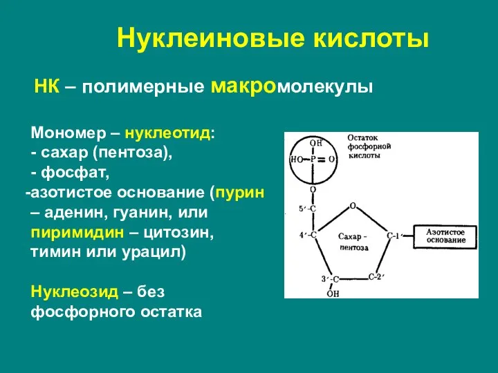 Нуклеиновые кислоты НК – полимерные макромолекулы Мономер – нуклеотид: - сахар (пентоза),