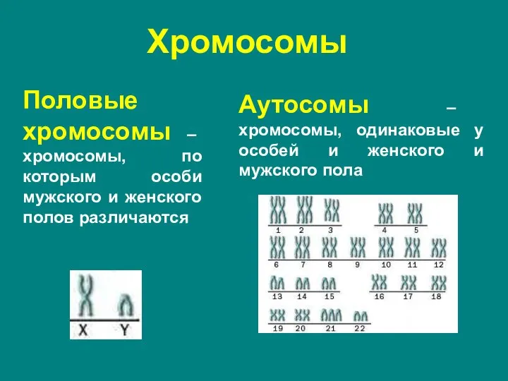 Половые хромосомы – хромосомы, по которым особи мужского и женского полов различаются