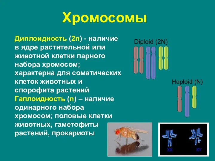 Хромосомы Диплоидность (2n) - наличие в ядре растительной или животной клетки парного