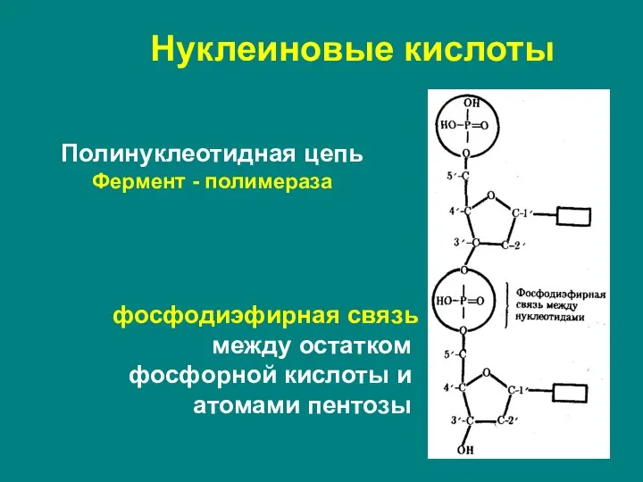 Нуклеиновые кислоты Полинуклеотидная цепь Фермент - полимераза фосфодиэфирная связь между остатком фосфорной кислоты и атомами пентозы