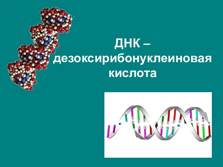 ДНК – дезоксирибонуклеиновая кислота