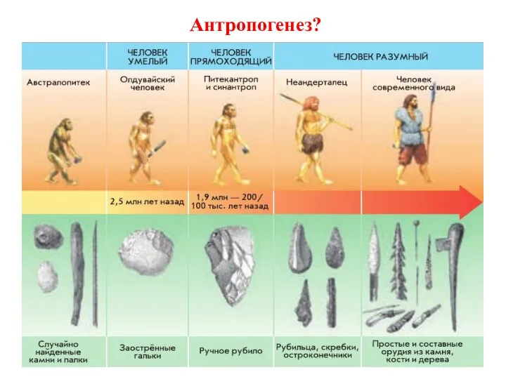 Антропогенез?